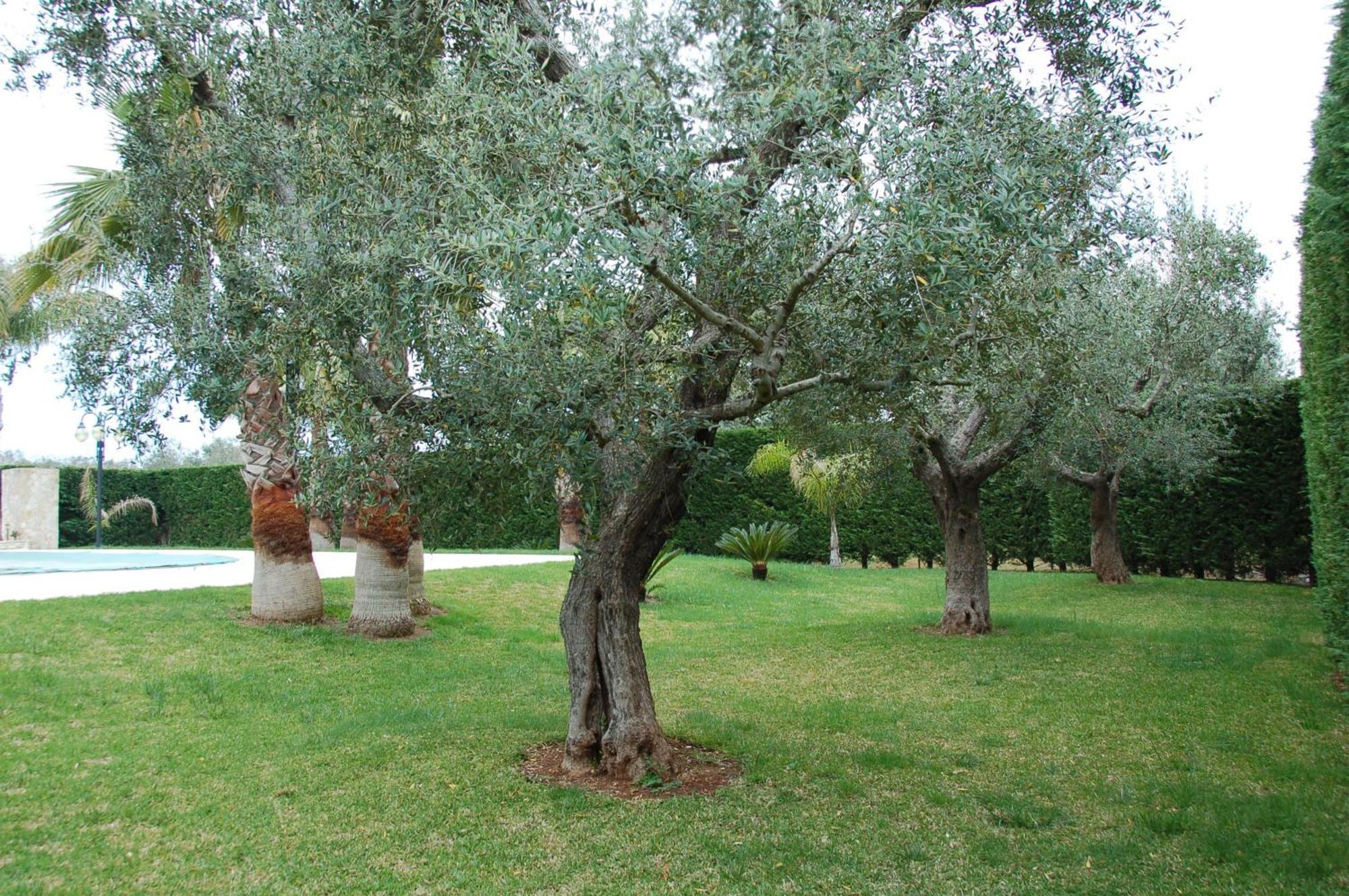 B&B Villa Vittoria Maglie Eksteriør bilde